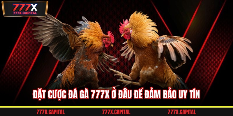 Đặt cược đá gà 777x ở đâu để đảm bảo uy tín